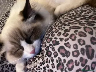 Ragdoll cats Pedigree Lapcat Bicolour Ragdoll kitten - Advert 17