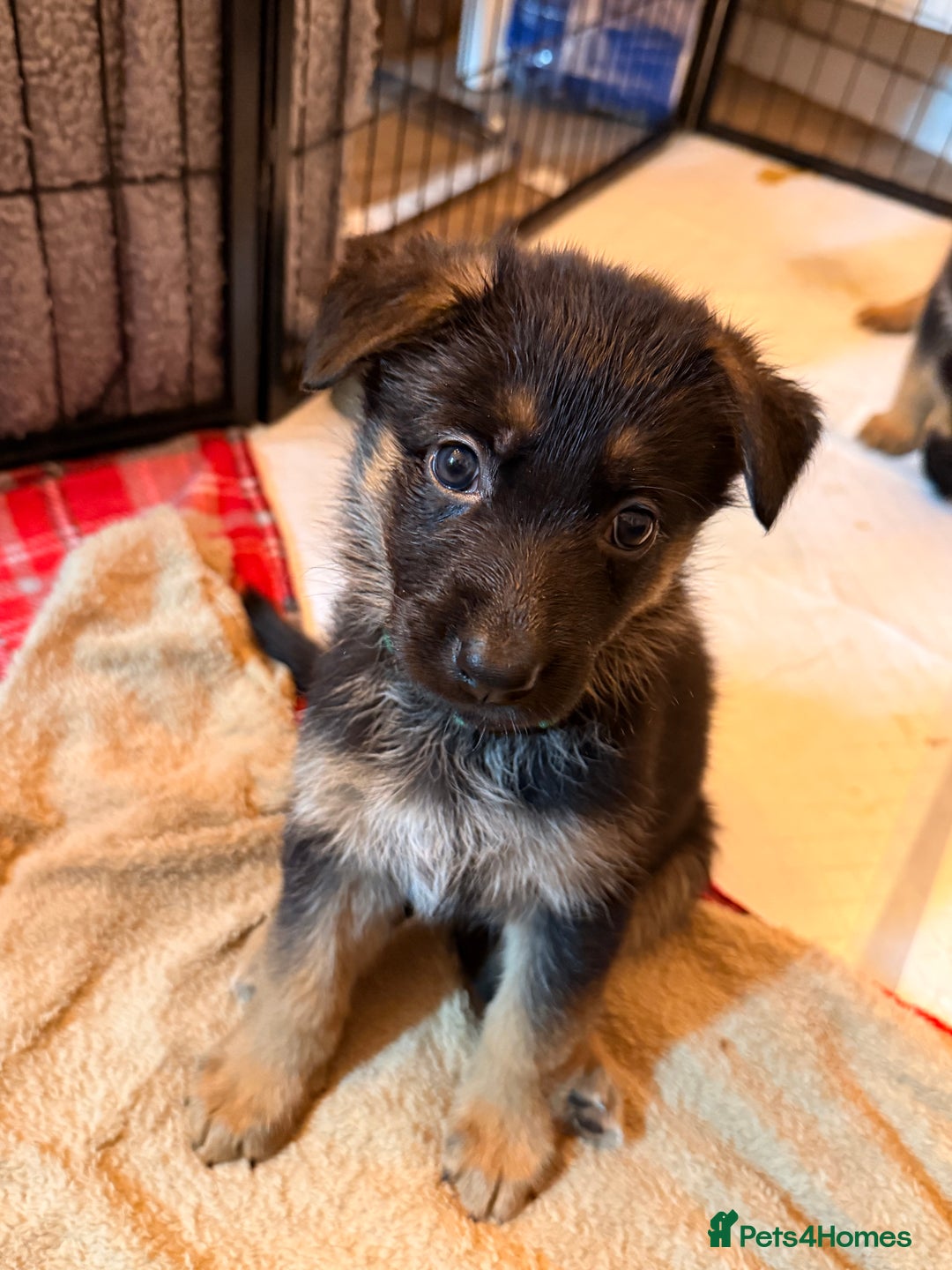 Mixed Breed dogs for sale: Belgian malinois x German Shepherd puppies  - Advert 23