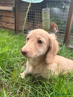 Miniature Dachshund dogs - Advert 1