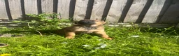 Mixed Breed dogs for sale: German Shepard malonis puppy’s  - Advert 10