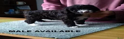 Spanish Water Dog dogs for sale: KC REGISTERED SPANISH WATER DOG PUPPIRS - Advert 9