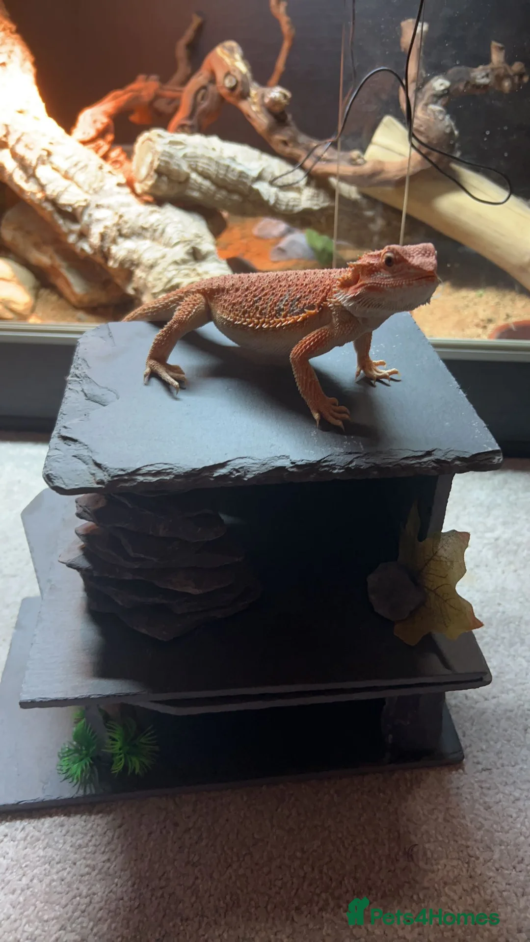 Bearded Dragon reptiles for sale: Red bearded dragon for sale with full set up - Advert 3