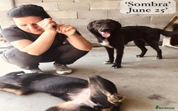 Mixed Breed dogs for adoption: Sombra, 1.5 yrs approx  Available for adoption  in Brixham - Image 20