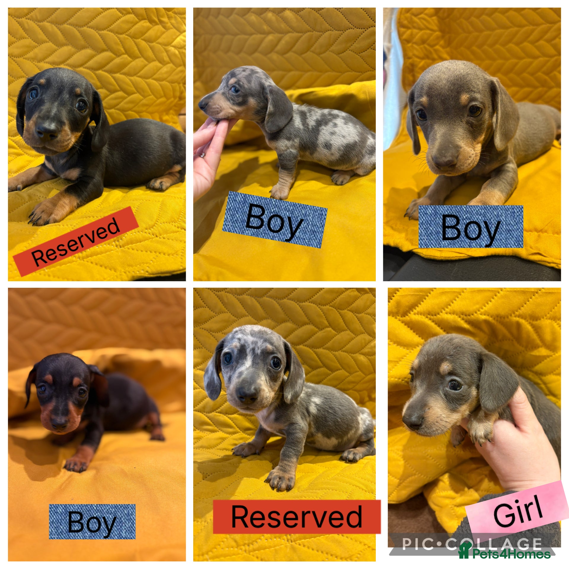 Miniature Dachshund dogs KC registered Miniature Dachshund Puppies - Advert 6