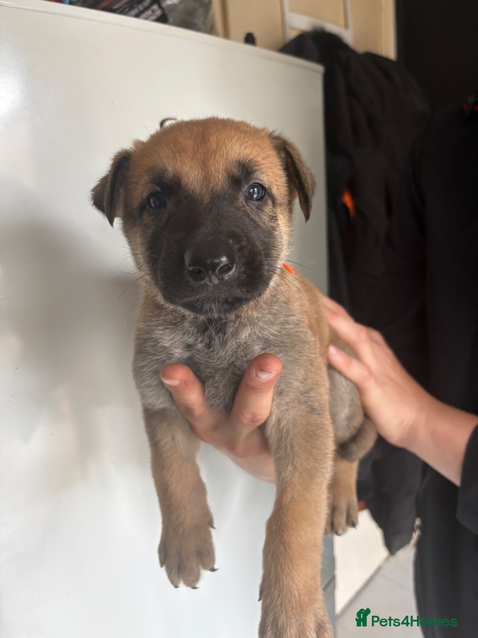 Belgian Shepherd Dog dogs Dutch herder x bull Mali  - Advert 5