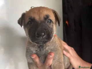 Belgian Shepherd Dog dogs Dutch herder x bull Mali - Advert 4