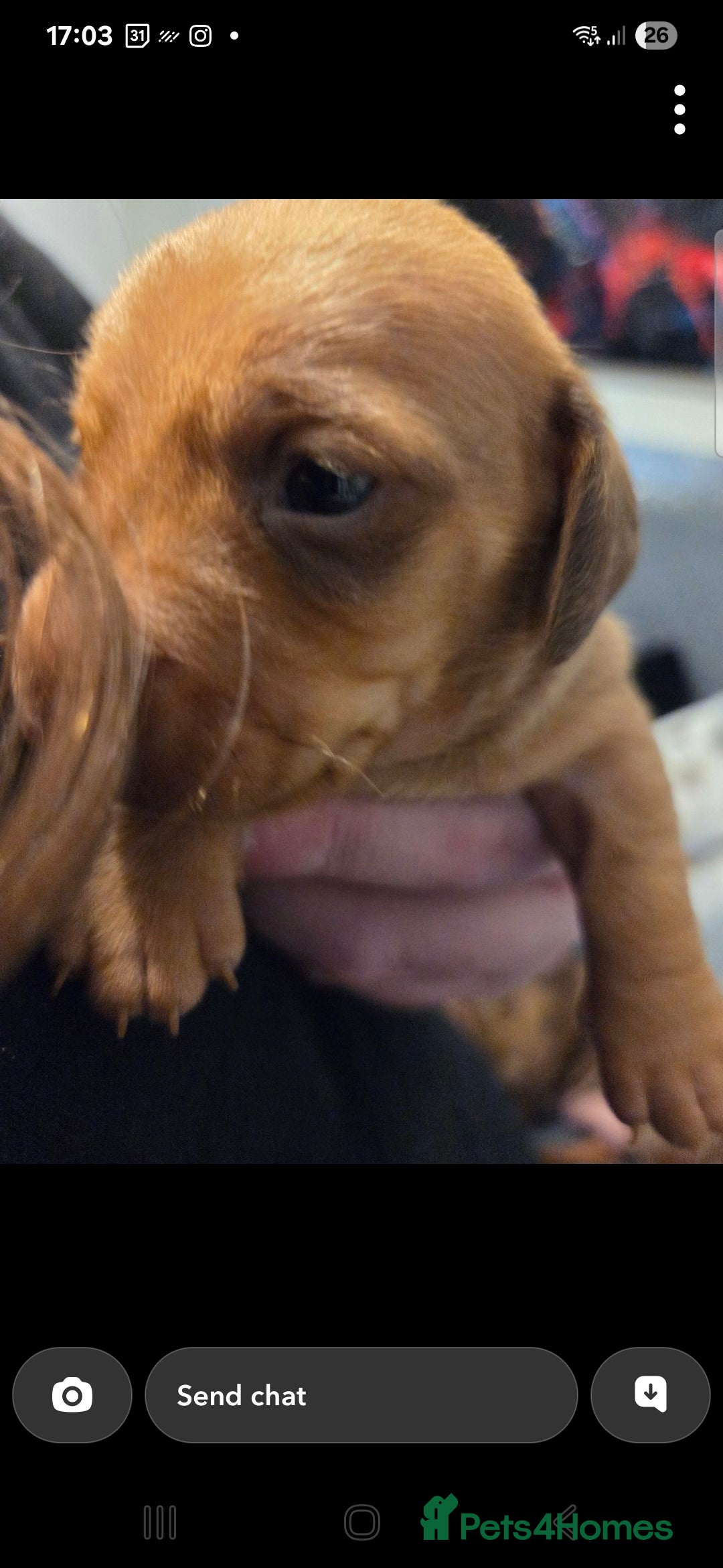 Dachshund dogs for sale: Dashound puppies for sale.  - Image 8