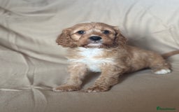 Cavapoo dogs for sale: F1 CAVAPOO PUPPIES - Image 6