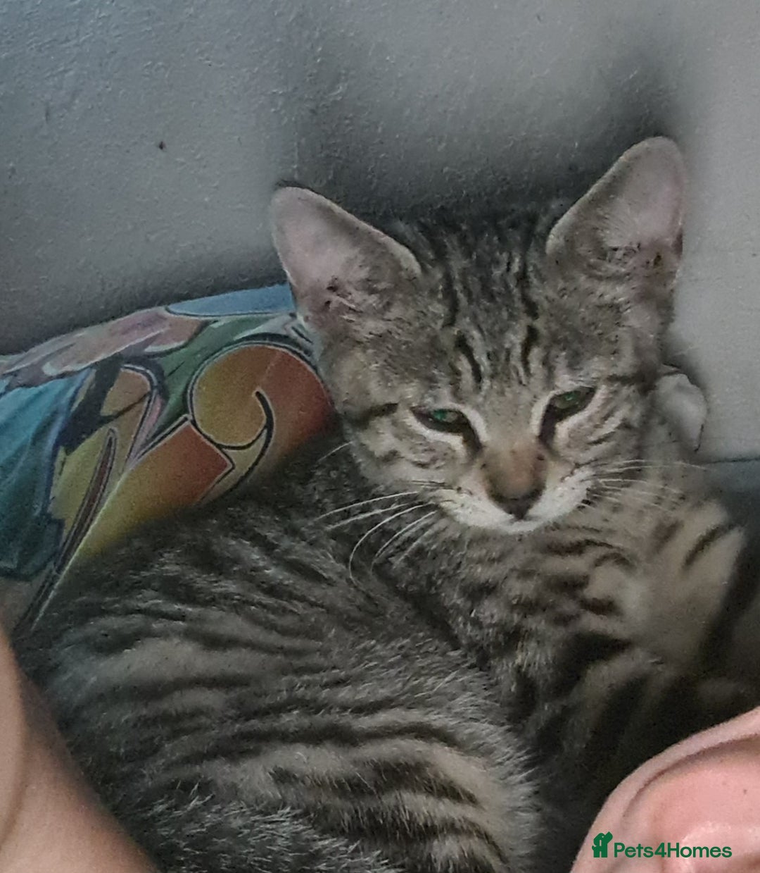 Bengal cats for sale: Mixed bengal kittens   - Image 17