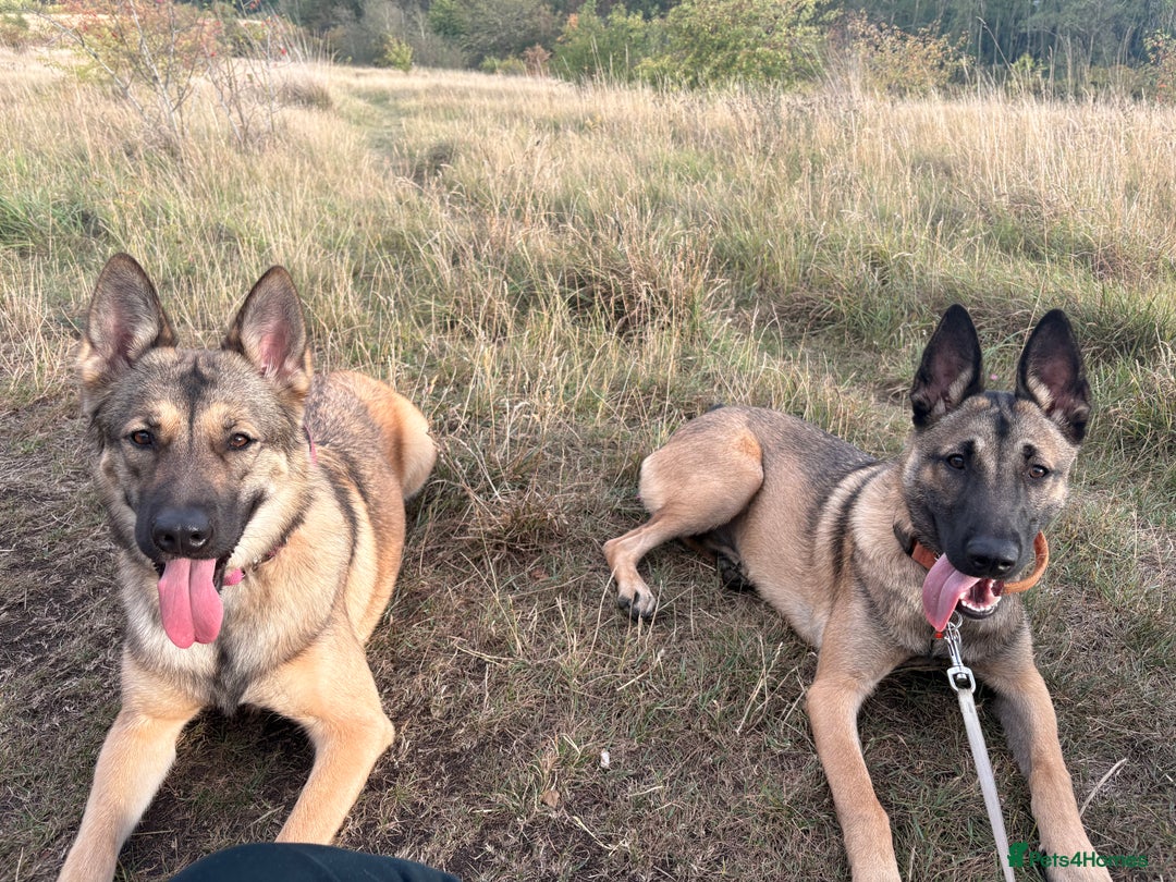 Belgian Shepherd Dog dogs for sale: Stunning Belgium Shepard bitch 7month  in Wallsend - Image 6