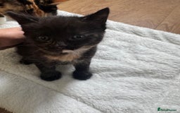 Mixed Breed cats for sale: Kittens 8 weeks old  - Image 8