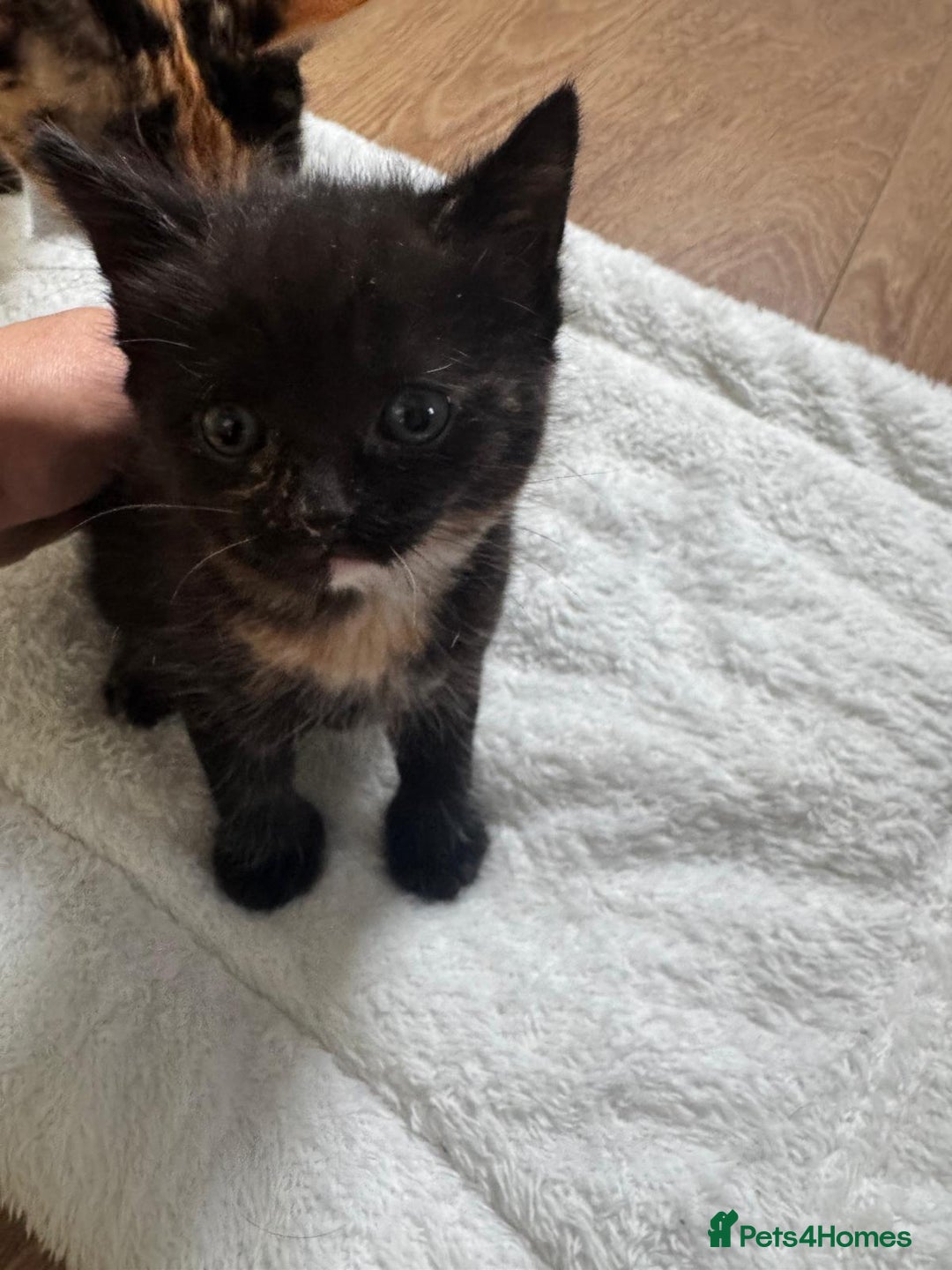 Mixed Breed cats for sale: Kittens 8 weeks old  - Image 8