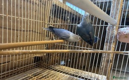 Lovebirds birds for sale: LOVEBIRD - Image 2