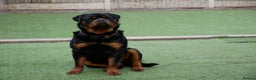 Rottweiler dogs for stud: BEAUTIFUL OLD TYPE BIG BONED ROTTIE! For stud in Mansfield - Advert 35