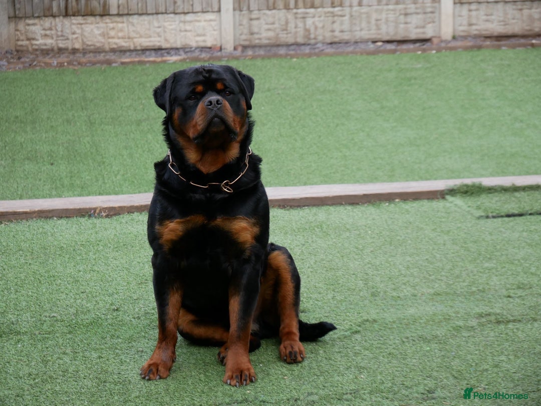 Rottweiler dogs for stud: BEAUTIFUL OLD TYPE BIG BONED ROTTIE! For stud in Mansfield - Advert 35