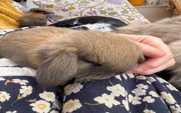 Mini Lop rabbits for sale: Indoor raised Mini lops and lion lops   - Image 2