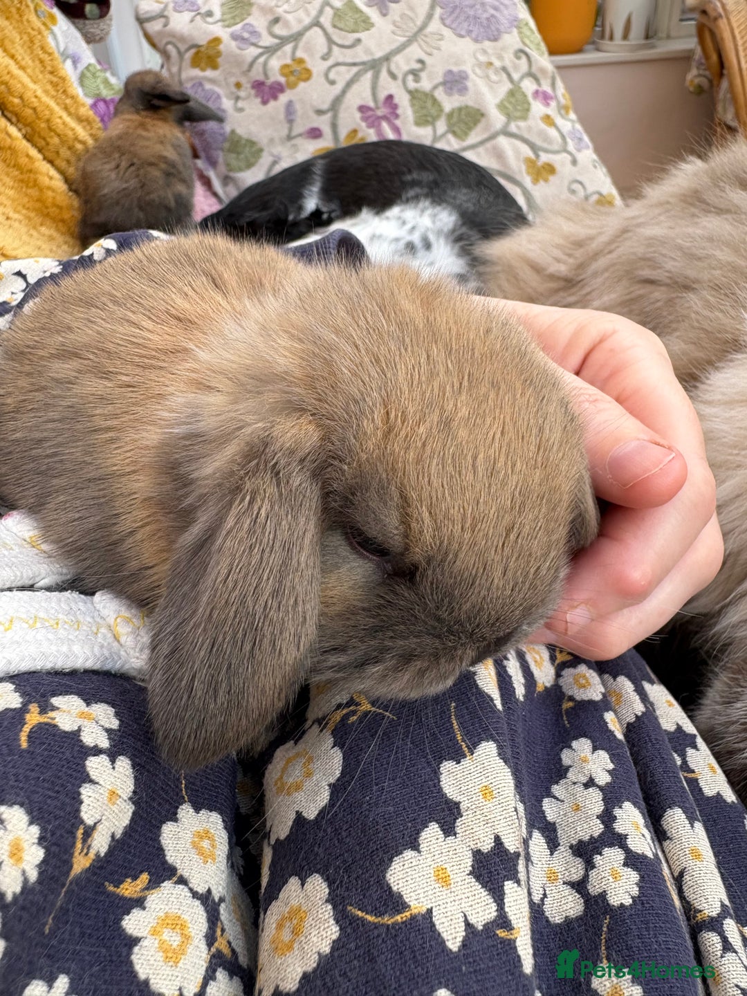 Mini Lop rabbits for sale: Indoor raised Mini lops and lion lops   - Image 2