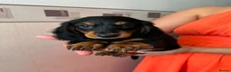 Miniature Dachshund dogs for sale: Long haired miniature dachshund  - Advert 12