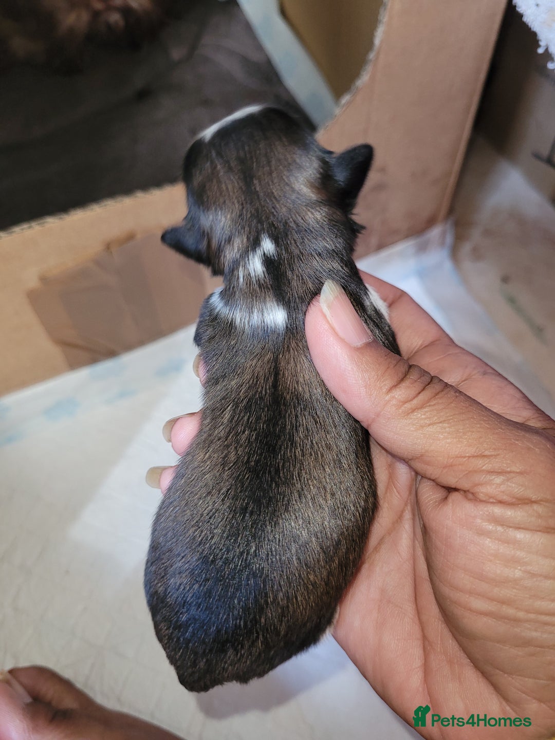 Shih Tzu dogs for sale: Adorable Tiny Imperial ShihTzu  - Image 15