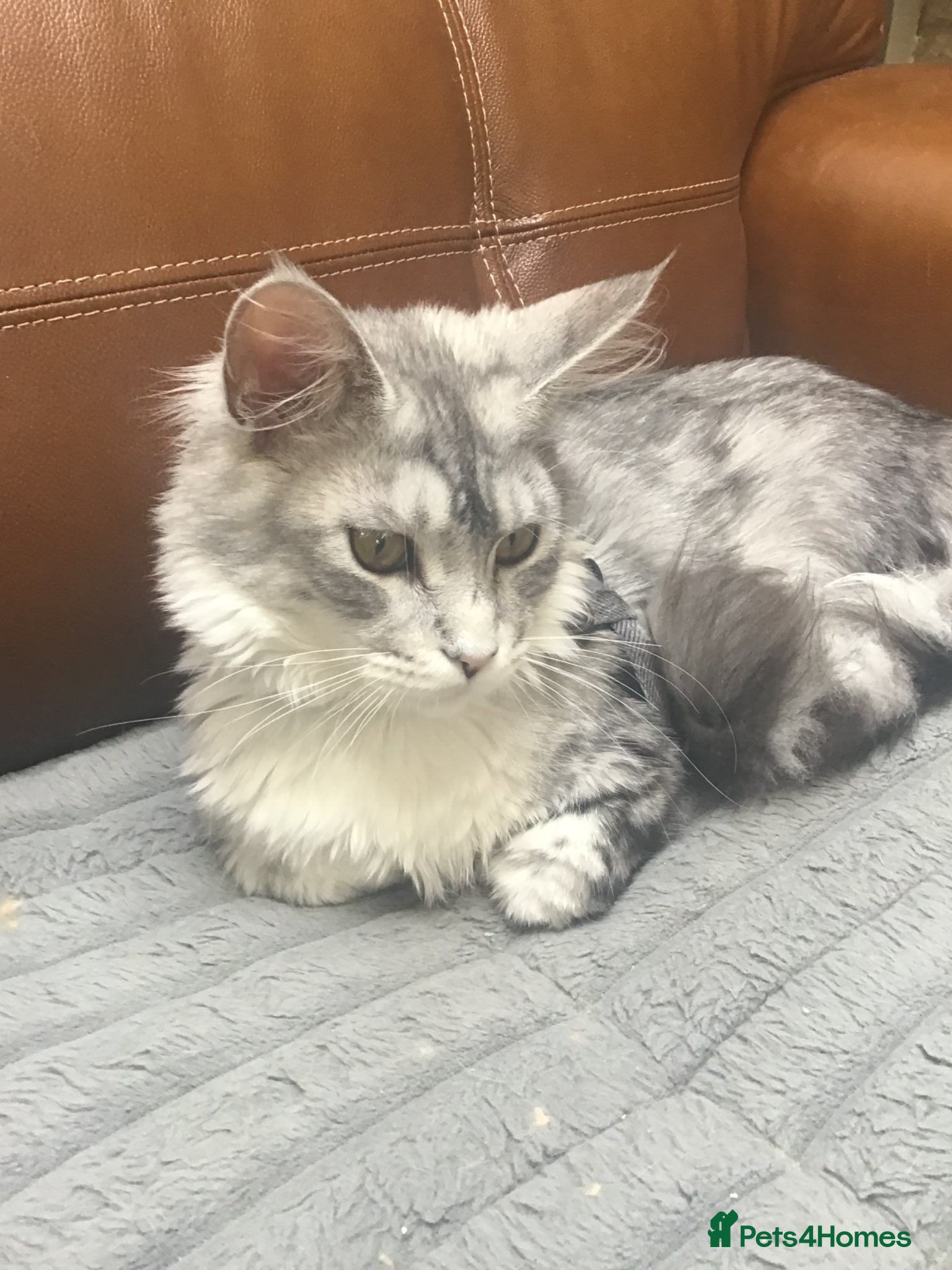 Maine Coon cats Gorgeous silver pure Maine Coon girl.  - Advert 2