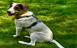 Foxhound dogs for adoption: Hugo – The Puppy Who Survived the Silence - Image 6