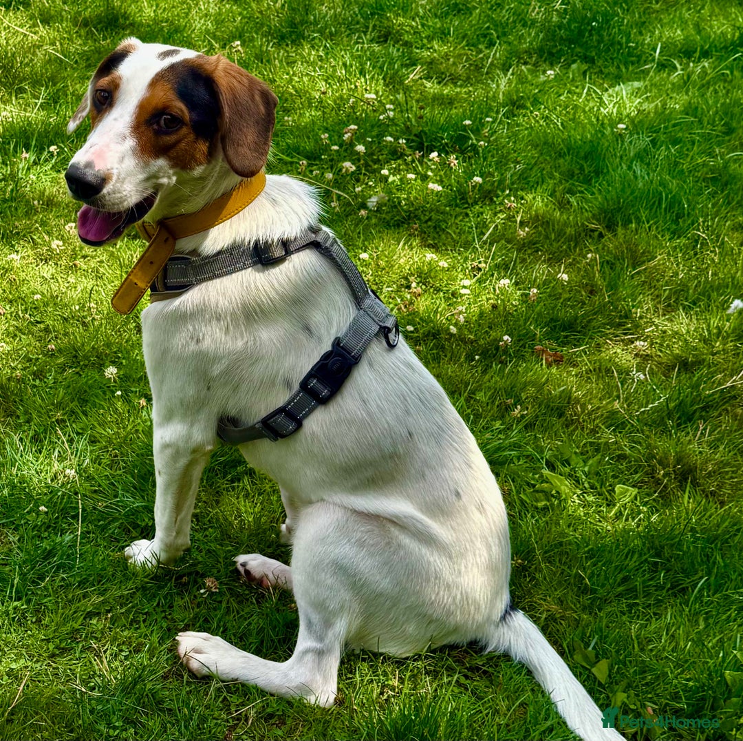 Foxhound dogs for adoption: Hugo – The Puppy Who Survived the Silence - Image 6