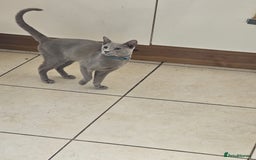 Balinese cats for sale: Kitten for sale - Image 6