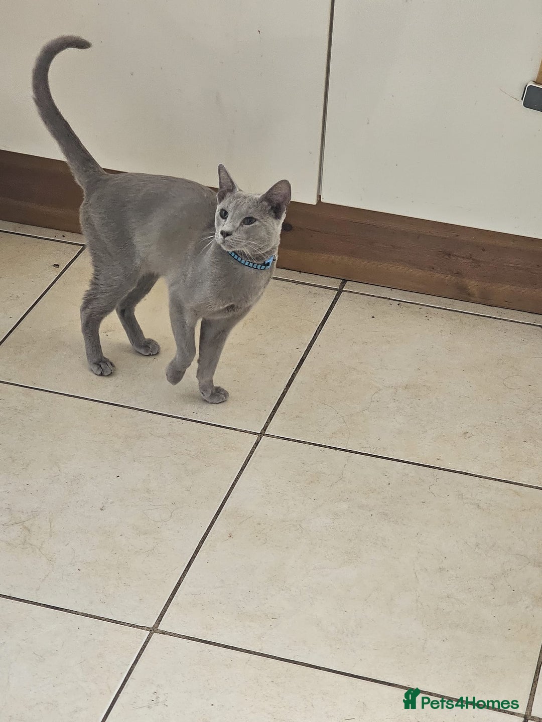 Balinese cats for sale: Kitten for sale - Image 6