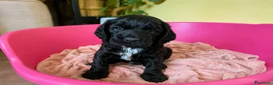Cockapoo Puppy 6