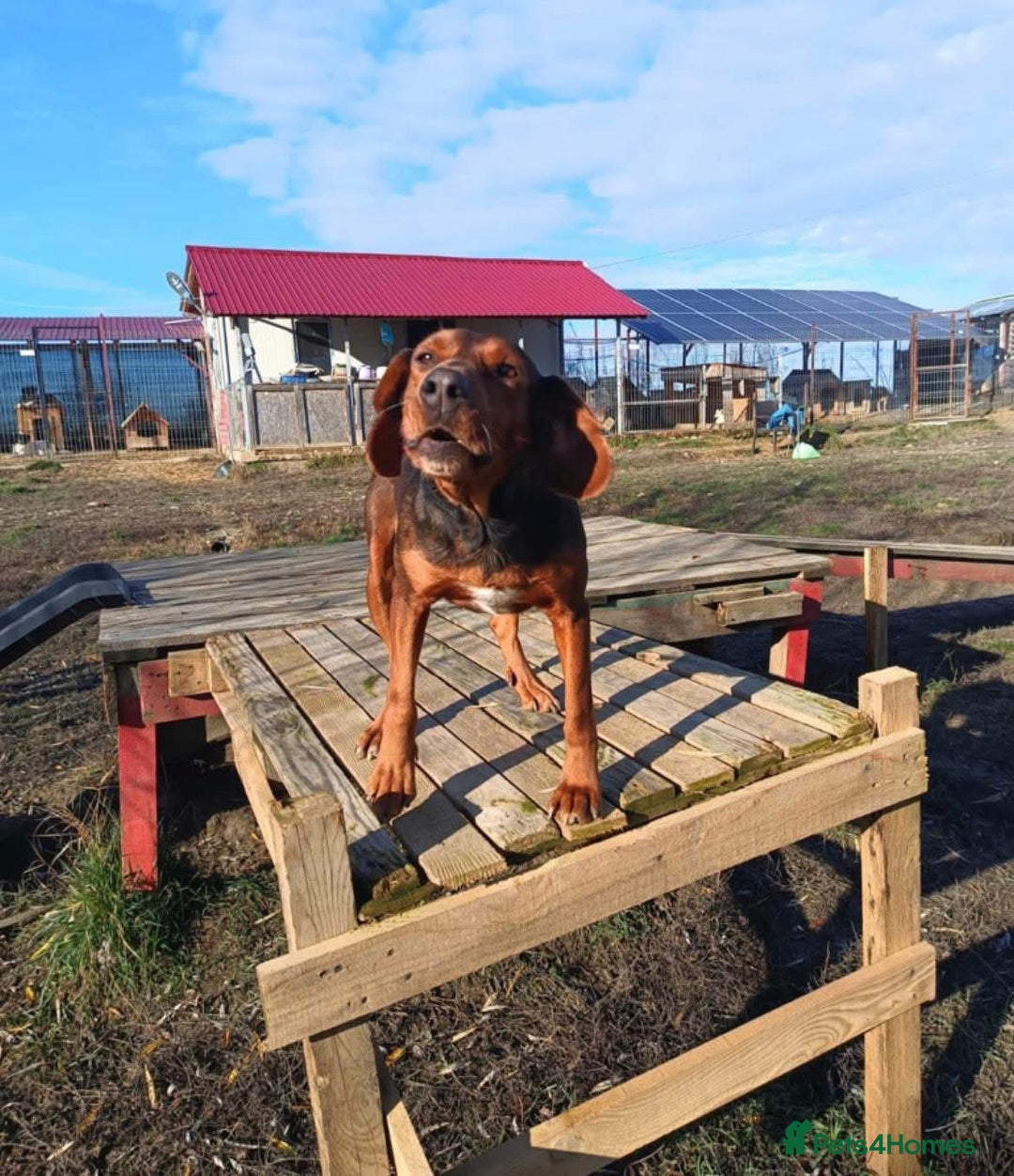 Mixed Breed dogs for adoption: Runa - Norwich Norfolk  - Advert 7