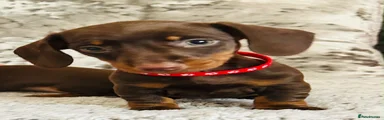Miniature Dachshund 5