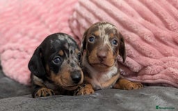 Miniature Dachshund dogs for sale: Beautiful KC miniature dachshund puppies - Image 15