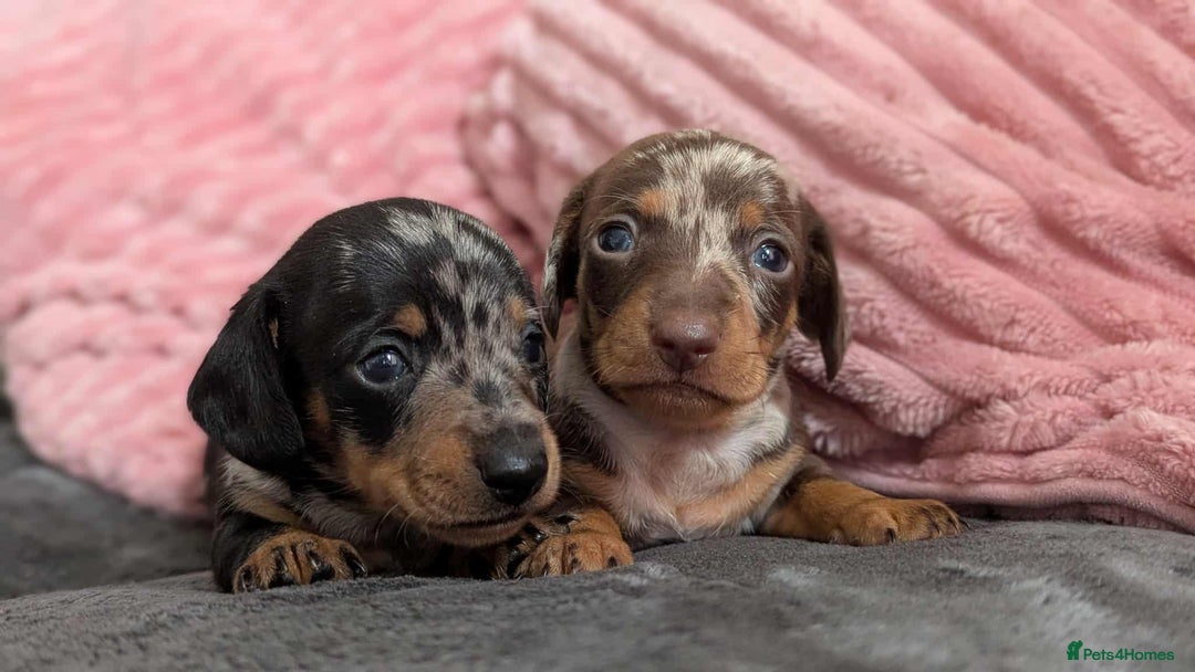 Miniature Dachshund dogs for sale: Beautiful KC miniature dachshund puppies - Image 15