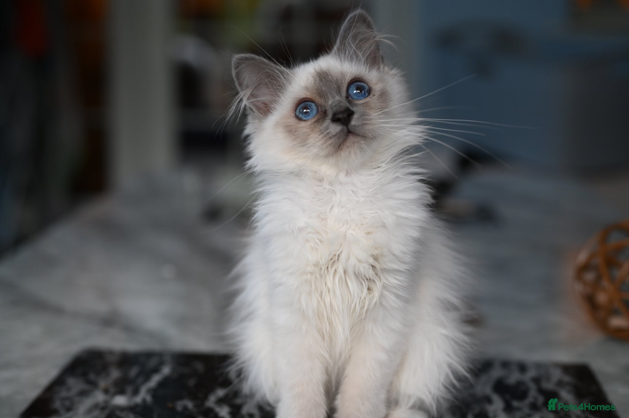 Birman cats GCCF Blue Point Birman girl (Only 1 Girl Left) - Advert 1