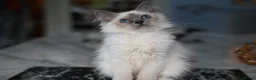 Birman cats for sale: GCCF Blue Point Birman girl (Only 1 Girl Left) - Advert 2
