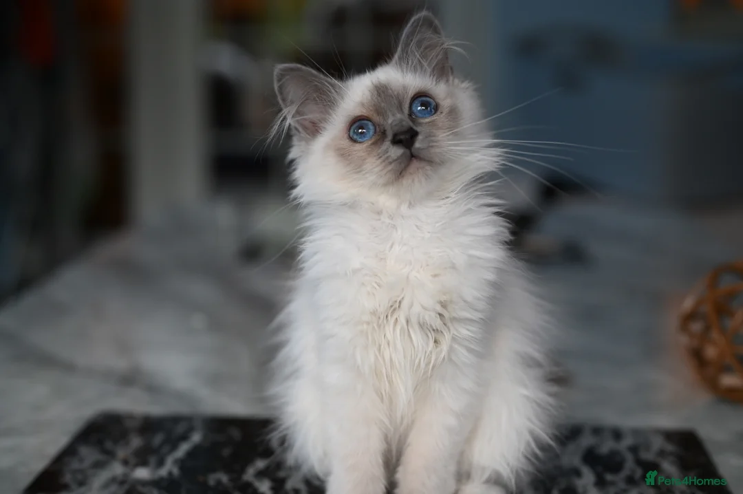 Birman cats for sale: GCCF Blue Point Birman girl (Only 1 Girl Left) - Advert 2