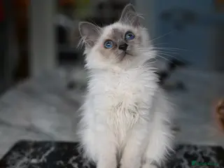 Birman cats GCCF Blue Point Birman girl (Only 1 Girl Left) - Advert 2