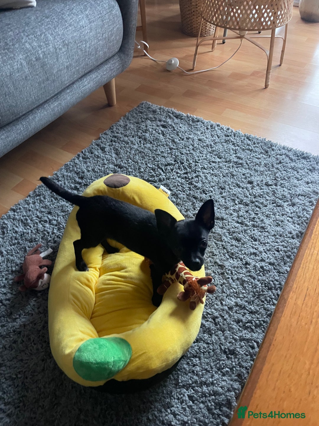 Mixed Breed dogs for sale: Tuxedo Black Chihuahua - Image 2