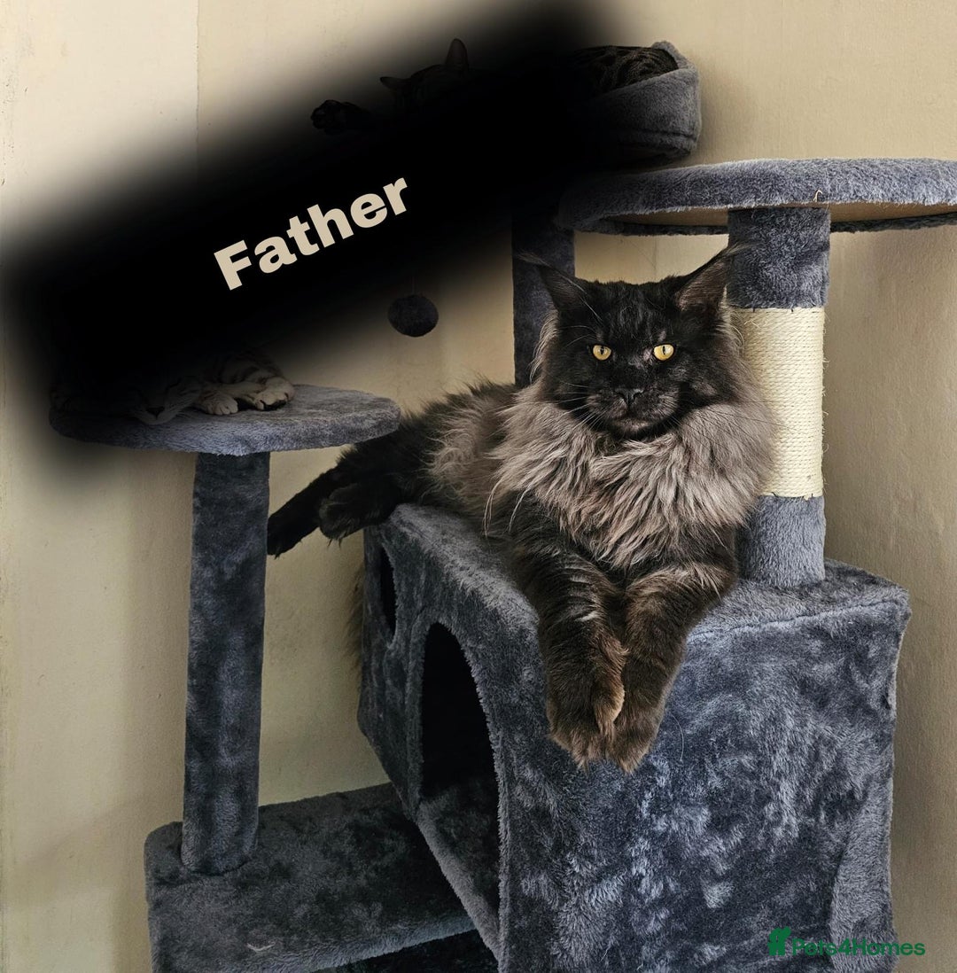 Maine Coon cats for sale: Xxl Maine coons  - Image 10
