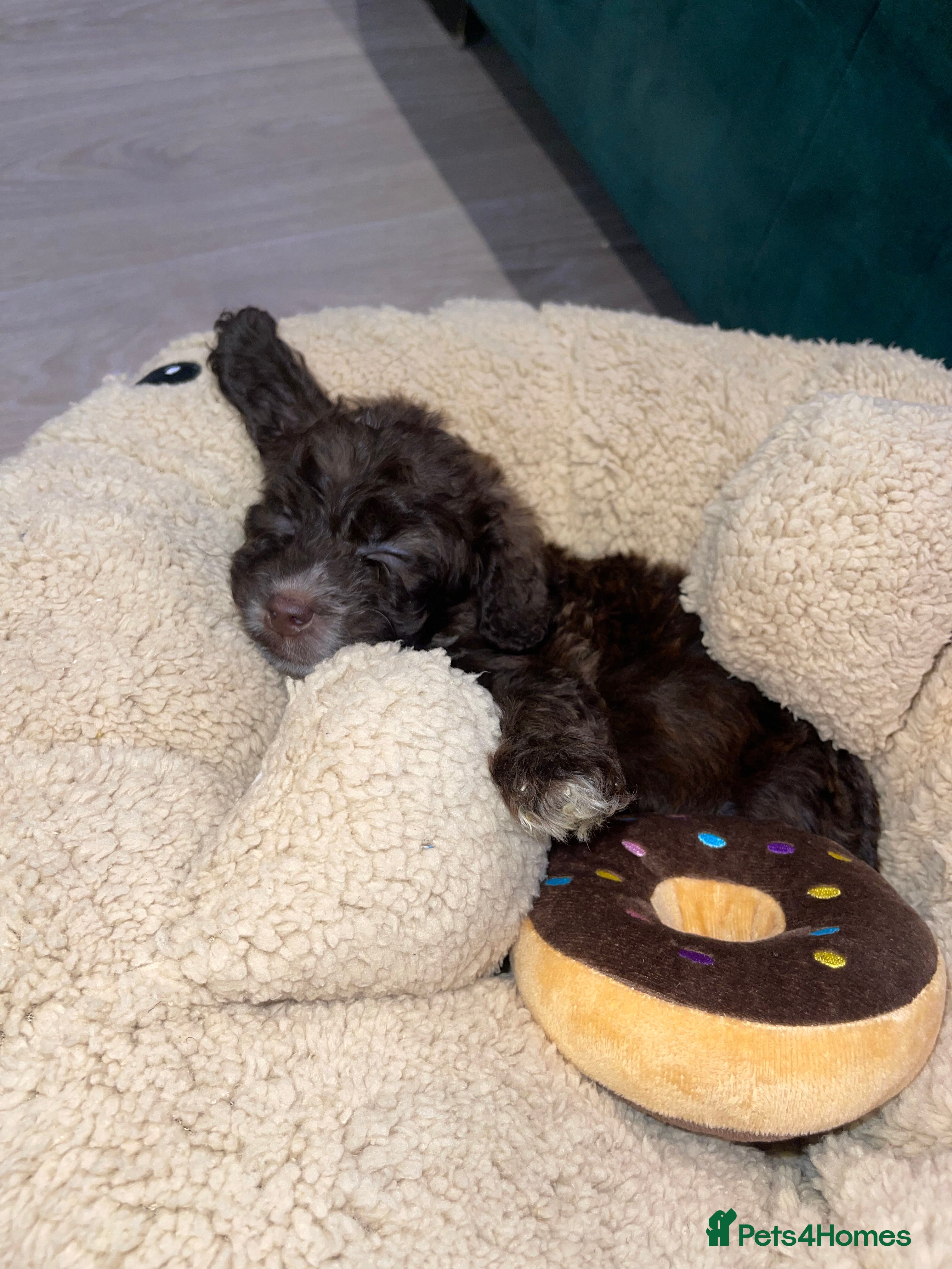 Cockapoo dogs Cockapoo Puppy Rehome - Advert 1