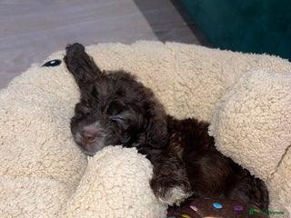 Cockapoo dogs Cockapoo Puppy Rehome - Advert 1