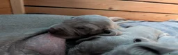 Weimaraner dogs for sale: KC reg amazing quality Weimaraner pups in Glasgow - Advert 3