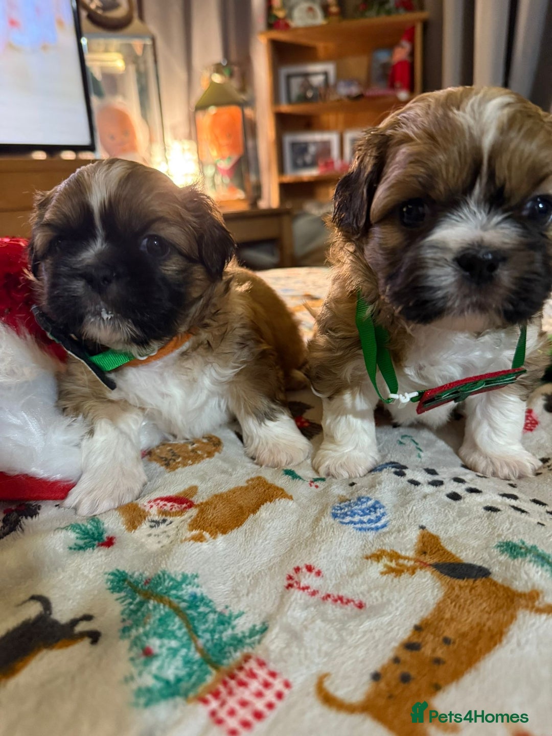 Shih Tzu dogs for sale: Adorable puppies  - Advert 18