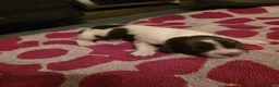 English Springer Spaniel dogs for sale: Beautiful Liver & White Springer Spaniel Puppies - Advert 23