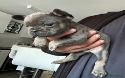 French Bulldog dogs for sale: Fluffy carriers - Image 7