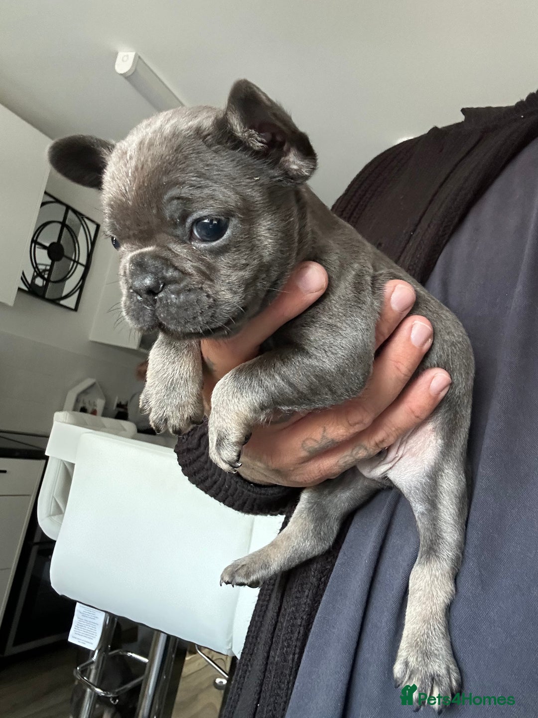 French Bulldog dogs for sale: Fluffy carriers - Image 7