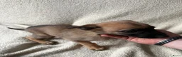 Belgian Shepherd Dog dogs for sale: Last 3 girls ready to leave now kc registered  - Advert 15
