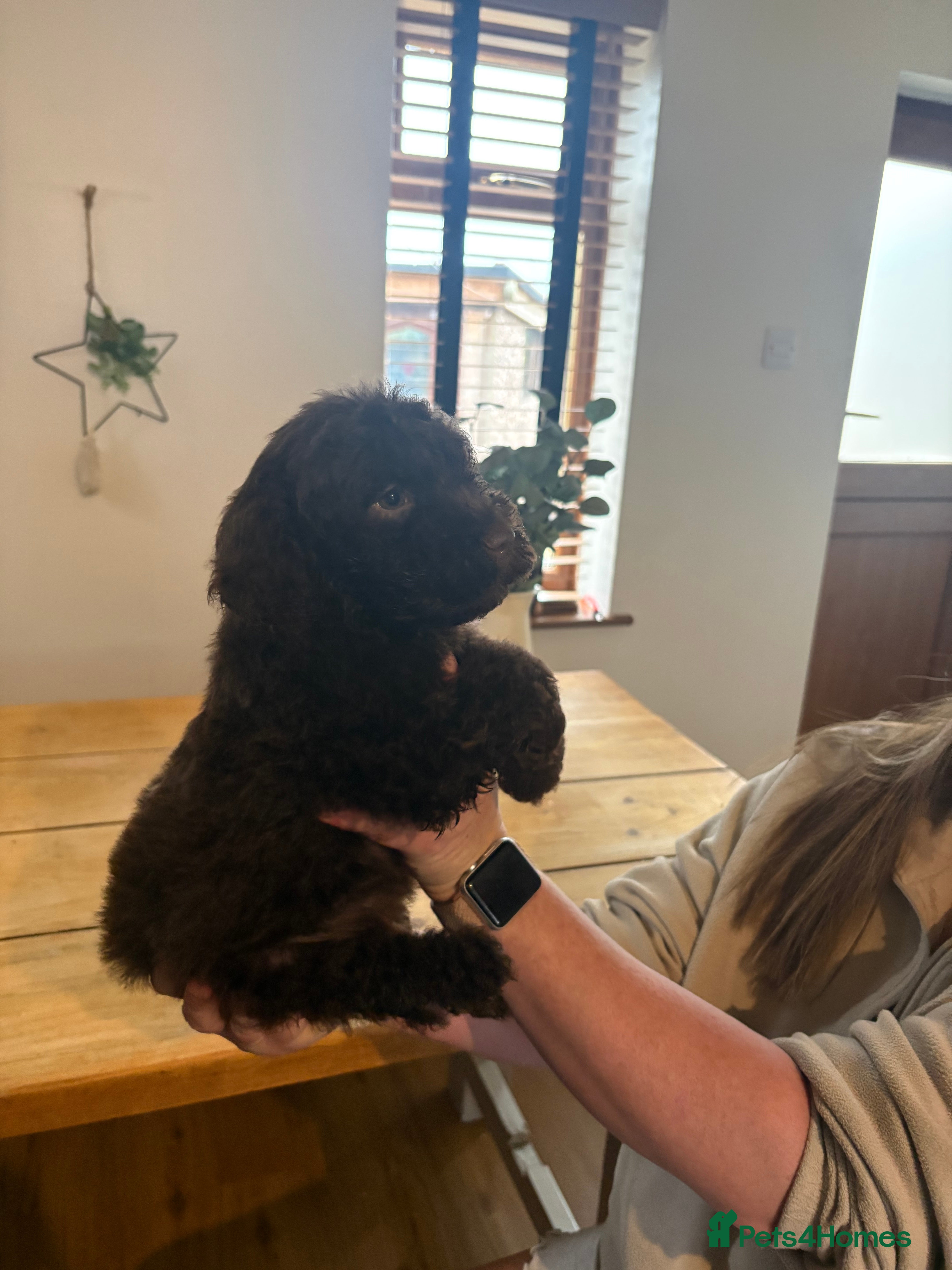 Lagotto Romagnolo dogs One last boy left 😍😍 - Advert 2