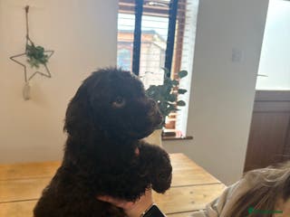 Lagotto Romagnolo dogs One last boy left 😍😍 - Advert 1