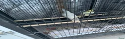Cockatiels birds for sale: Cockatiel birds for sale - Advert 5